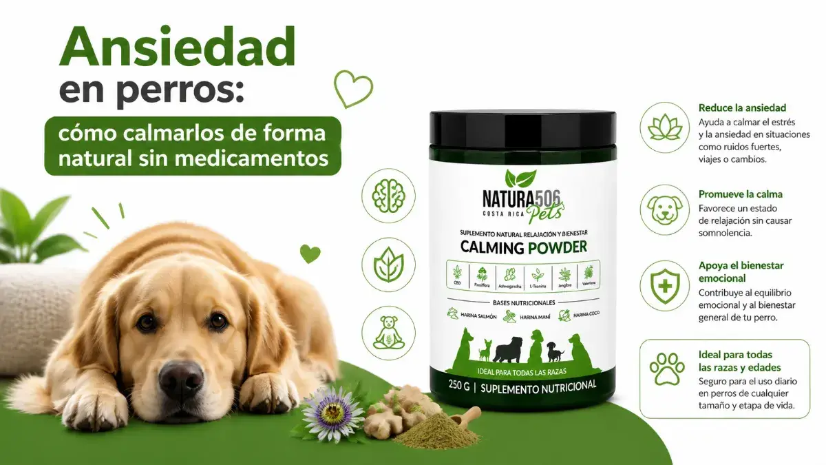Ansiedad en perros: cómo calmarlos de forma natural sin medicamentos